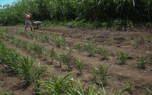 Agriculteurs, déclarez vos recettes