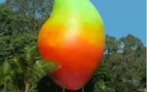 En Australie, le vol de la mangue géante élucidé