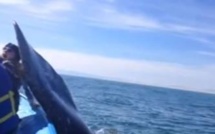 Une femme se fait gifler par une baleine ( Vidéo)