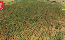 Une immense ferme de 415.000 plants de cannabis démantelée en Espagne