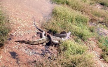 Combat dans un lac d'Australie: le serpent avale le crocodile