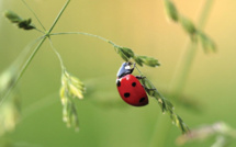 Réchauffement et agriculture intensive, combinaison fatale aux insectes, selon une étude