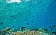 Sans réduction des gaz à effet de serre, une extinction de masse possible dans les océan