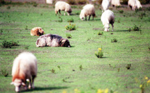 Corse: la justice annule une carte qui "sanctuarise" plus de 100.000 hectares de terres agricoles