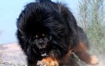 Chine: un chien vendu pour 1,4 million d'euros