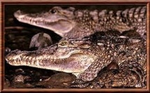 Pays-Bas: un crocodile rare meurt en plein accouplement