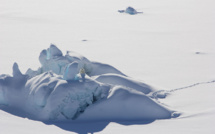 Découverte d'une nouvelle population d'ours polaires au Groenland