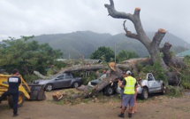 Un arbre s'effondre sur trois voitures à Paea