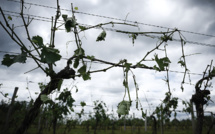 Sud-Ouest: des orages de grêle font d'importants dégâts, notamment dans le vignoble