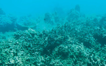 Vietnam: un haut lieu de la plongée sous-marine fermé pour protéger le corail