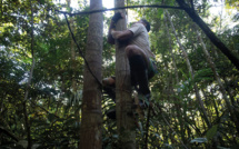 Profession : grimpeur d'arbres en Amazonie