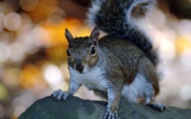 Gris ou roux, les écureuils sont égaux n'en déplaise au prince Charles (association)