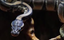 Hong Kong: un chien sauvé des anneaux d'un python par sa maîtresse