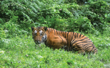 Les tigres sauvages sont plus nombreux dans le monde qu'on ne pensait