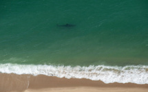 Au large de la côte est américaine, les requins blancs de plus en plus nombreux