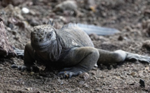 Des iguanes disparus il y a un siècle se reproduisent à nouveau aux Galapagos