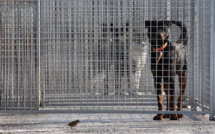 Les refuges pour animaux saturés, 30 Millions d'amis verse plus d'un million d'euros