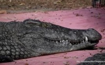 Russie: une comptable tombe sur un crocodile et le blesse grièvement