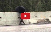 Vidéo: Une maman ourse sauve son petit sur l'autoroute au Canada