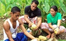 La cuisine samoane honorée sur la scène mondiale