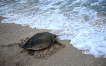 Le procès d'un “massacre” de tortues à Manuae