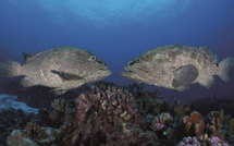 Le concours photos Millimages des Récifs labellisé par l’Unesco