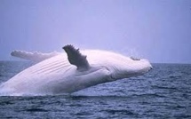 Une baleine à la peau de porcelaine aperçue au large de Sydney