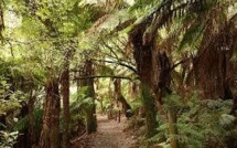 Patrimoine mondial: l'Unesco refuse de déclasser des forêts australiennes
