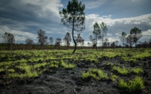 Feux de forêts: près de 50 incendiaires présumés interpellés cet été