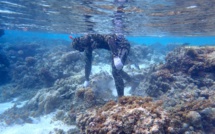 Le jardin de corail de Taha'a nettoyé de ses “mauvaises herbes”