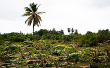 Tempête Fiona: manque à gagner de 7 millions d'euros pour la filière banane