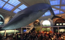 Dormir sous une baleine bleue à New York en passant la nuit au musée