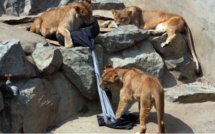 Un zoo créé sa griffe de jeans avec des lions et tigres stylistes