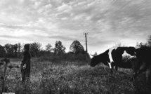 Ukraine: Scènes de far west avec le vol de 200 vaches à la frontière russe