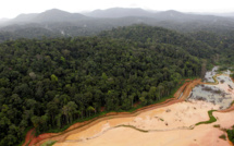 L’exceptionnelle biodiversité de la Guyane menacée par le changement climatique