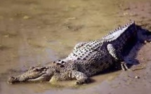 Nouvelle victime d’un crocodile aux Salomon