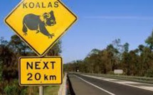 Agrippé à une voiture qui file sur l'autoroute, le koala survit