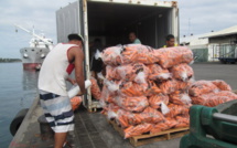 1er arrivage de carottes à Motu uta : 35 tonnes sur 600 prévues dans les bacs