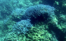 La dégradation de la Grande barrière de corail se poursuit