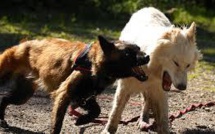 Un enfant blessé par des chiens à Teahupoo