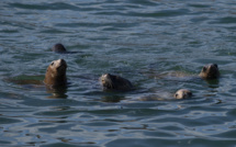Russie: 2.500 phoques retrouvés morts au bord de la Caspienne