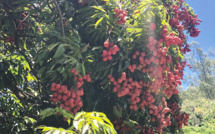 La saison des litchis débute aux Gambier 