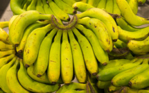 Antilles: de nouvelles variétés de bananes pour pérenniser la filière