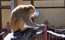 Inde: un singe joue les Robin des Bois en lâchant des billets