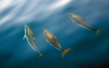 Sur la Côte d'Azur, lourdes sanctions requises pour des activités de nage avec les dauphins