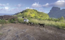 Trois chèvres libérées à Bora Bora