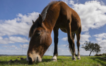 En Uruguay, une ONG sauve les chevaux des assiettes belges ou françaises