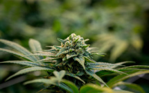 Cannabis: la vente de CBD sous toutes ses formes définitivement autorisée en France