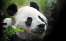 Le seul couple de pandas du Royaume-Uni va rentrer en Chine sans descendance