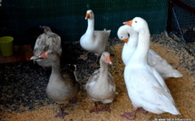 [PHOTOS] La Foire Agricole est lancée pour 10 jours